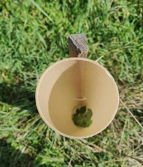 Tube Biodégradable Bio-bois - e2d