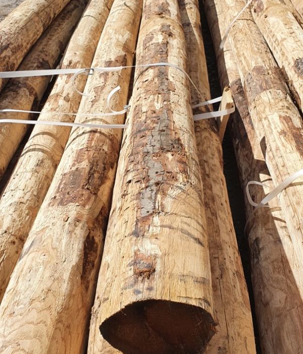 Pieux en châtaignier grandes dimensions e2d