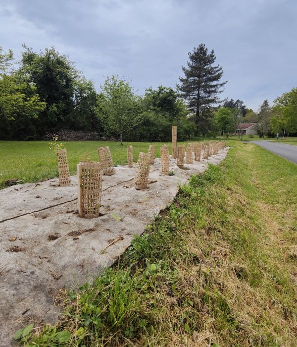 paillis vegetal biodegradable plantation - e2d 