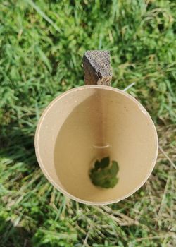 Tube Biodégradable Bio-bois - e2d