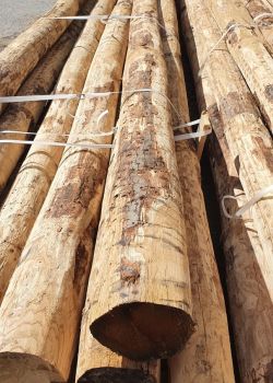 Pieux en châtaignier grandes dimensions e2d